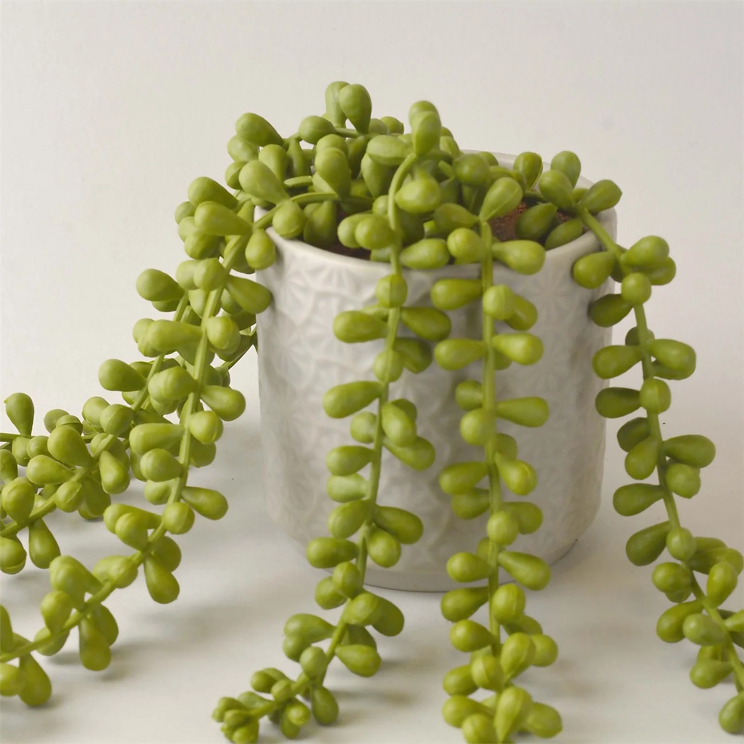 House Beautiful String Of Pearls In Ceramic Pot - Image 2