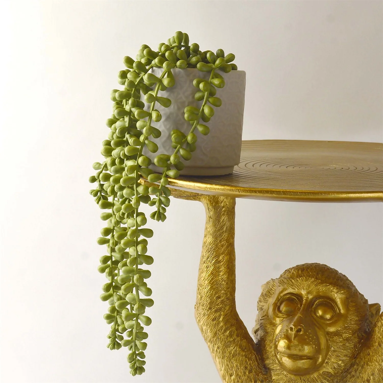 House Beautiful String Of Pearls In Ceramic Pot - Image 4