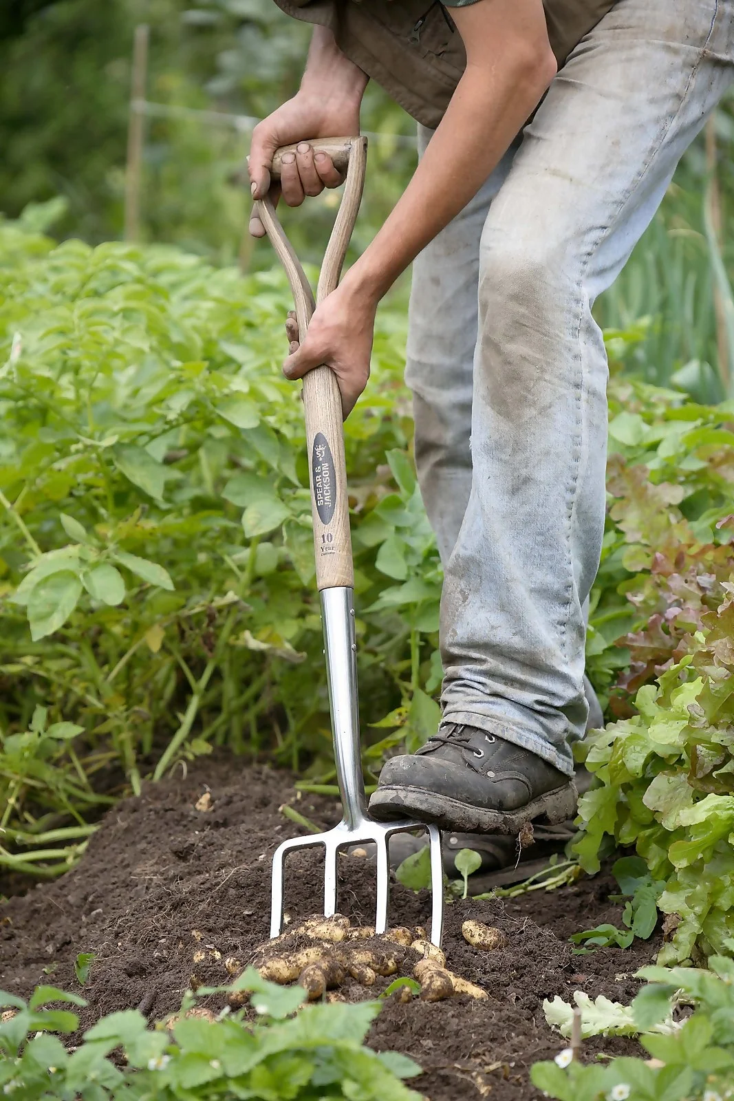 Spear & Jackson Traditional Stainless Digging Fork - Image 5