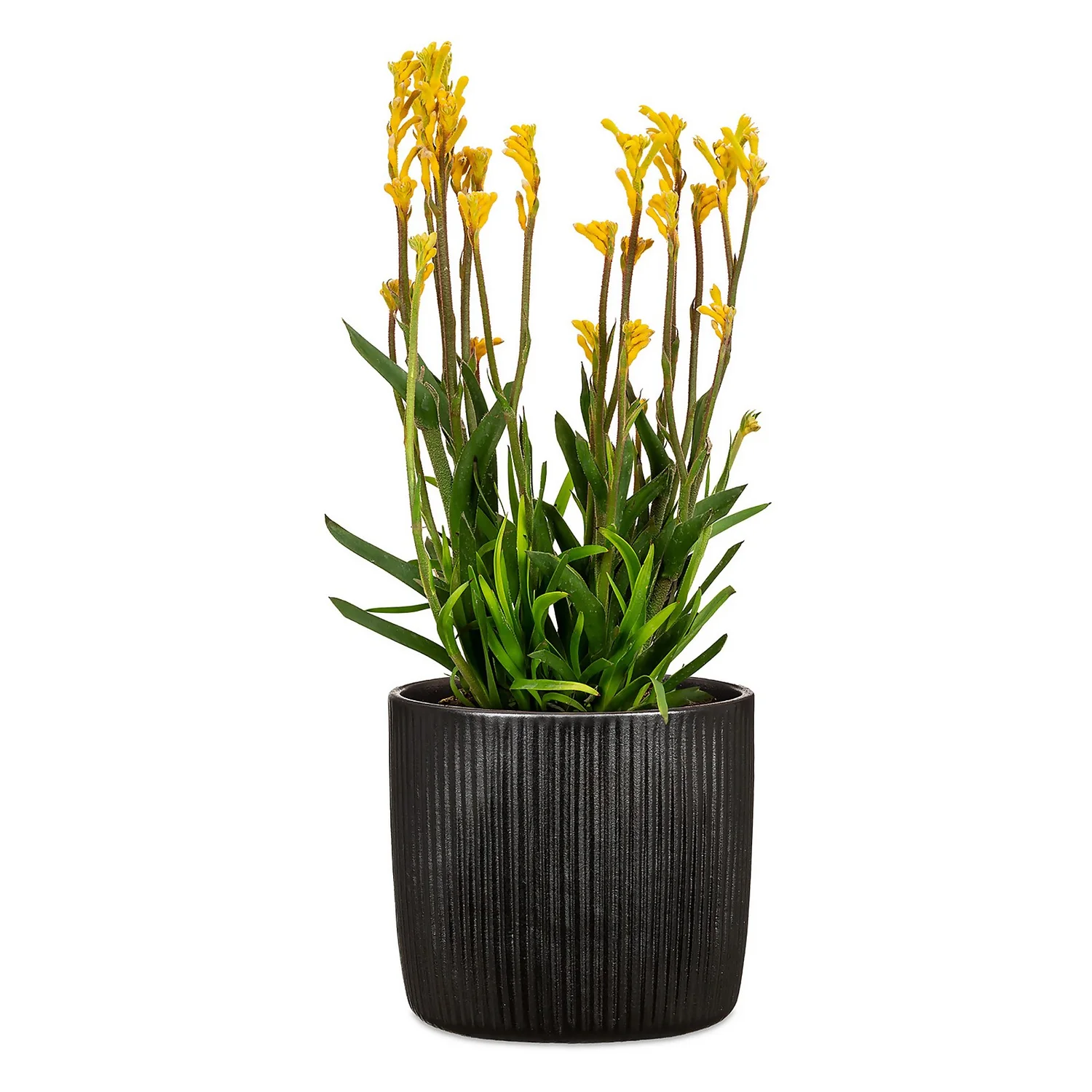 Black Ebano Plant Pot - 15cm - Image 2